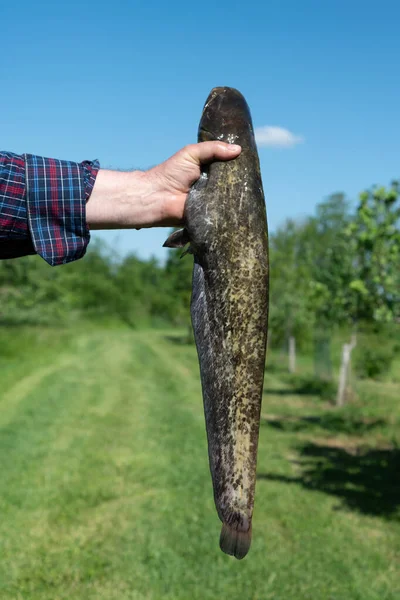 Petit Poisson Chat Dans Une Main Homme — Photo