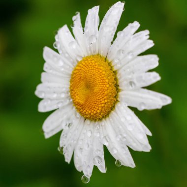 Yağmur damlalarıyla dolu bir tarlada açan beyaz papatya.