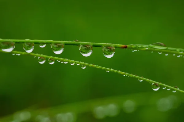 Gotas Água Pequenas Uma Grama Verde — Fotografia de Stock