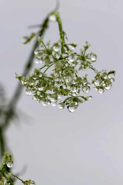 Квітуча Нирка Полі Краплями — стокове фото