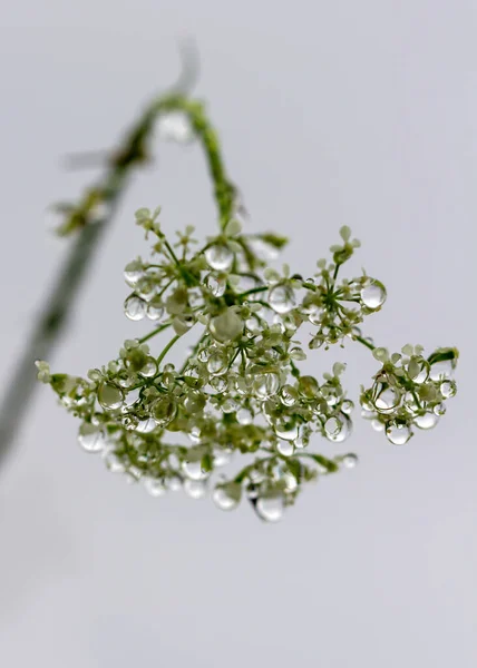 Квітуча Нирка Полі Краплями — стокове фото