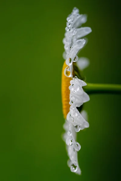 Marguerite Blanche Fleurs Sur Champ Avec Des Gouttes Pluie — Photo