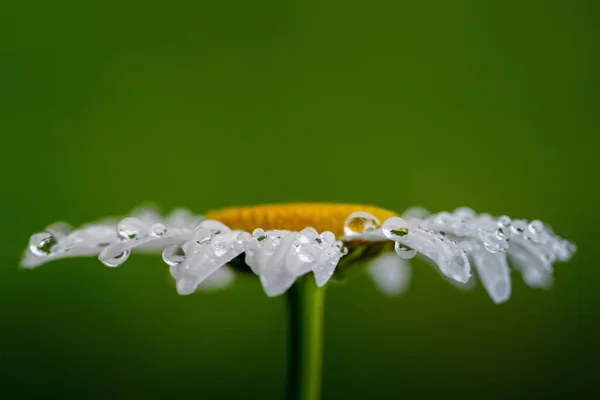 Квітуча Біла Ромашка Полі Краплями — стокове фото