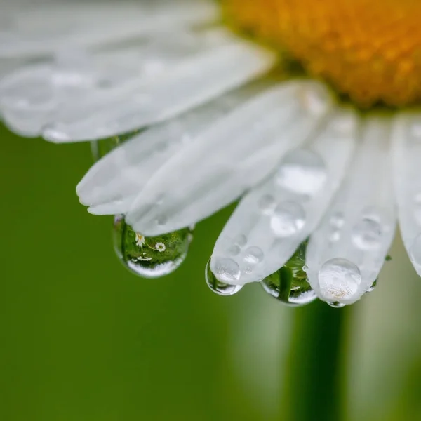 Квітуча Біла Ромашка Полі Краплями — стокове фото