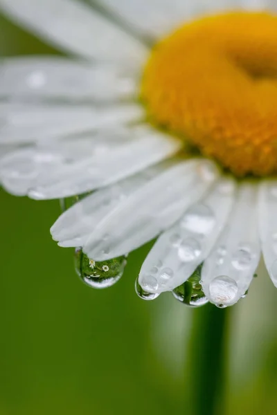 Blooming White Daisy Field Raindrops — Stock Photo, Image
