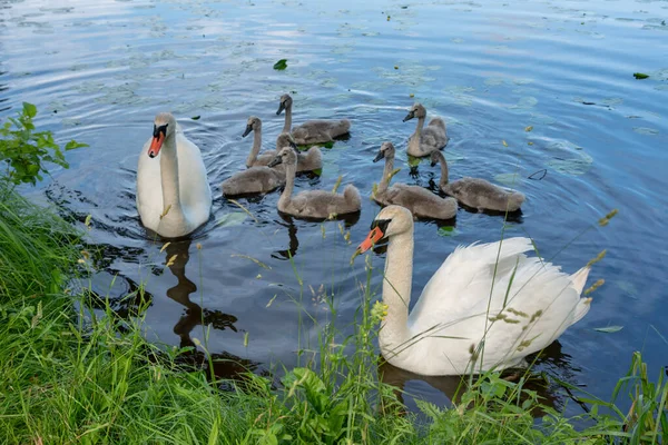 Bird Family Lake — Stock Photo, Image