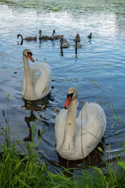 Vogelfamilie Auf Dem See — Stockfoto