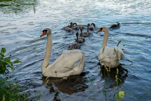 湖の鳥の家族 — ストック写真