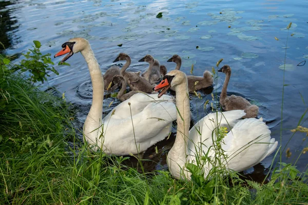 Bird Family Lake — Stock Photo, Image