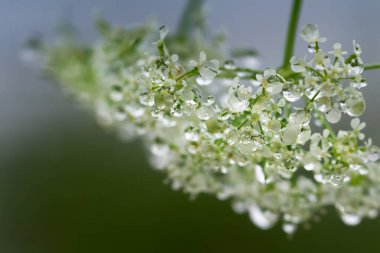 Yeşil çimenlere küçük su damlaları.