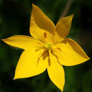 Baharda tarlada sarı lale açar..