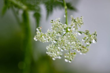 Yağmur damlaları olan bir tarlada çiçek açan kiraz kuşu..