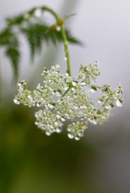 Yağmur damlaları olan bir tarlada çiçek açan kiraz kuşu..