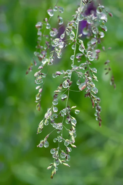 Gotas Água Pequenas Uma Grama Verde — Fotografia de Stock