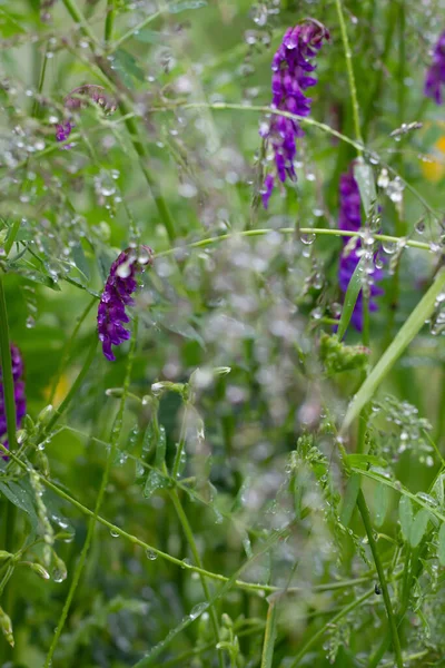 Kleine Waterdruppels Een Groen Gras — Stockfoto