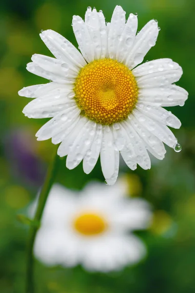 Blooming White Daisy Field Raindrops — Stock Photo, Image