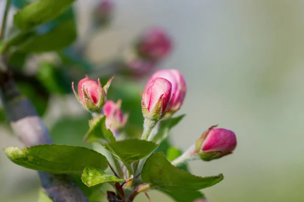 Flores Árvore Maçã Pomar — Fotografia de Stock