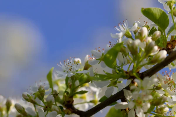 View Flowering White Bush — Stock Photo, Image