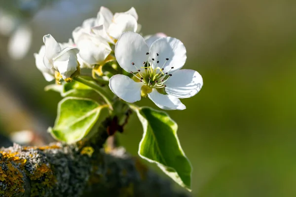 Yeşil Zemin Üzerinde Çiçek Açan Armut Dalı — Stok fotoğraf