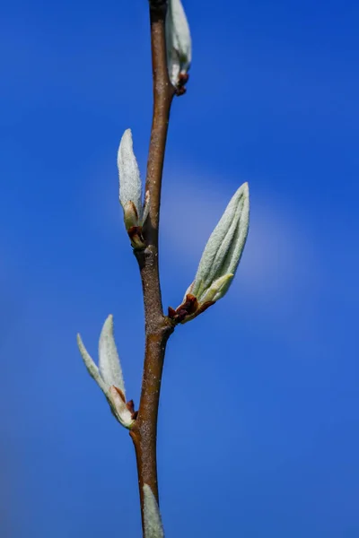 Twig Med Unga Knoppar Våren — Stockfoto