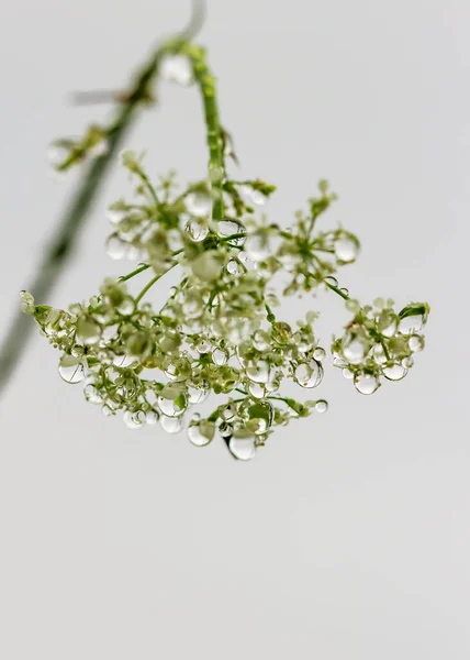 Bruant Fleurissant Sur Champ Avec Des Gouttes Pluie — Photo