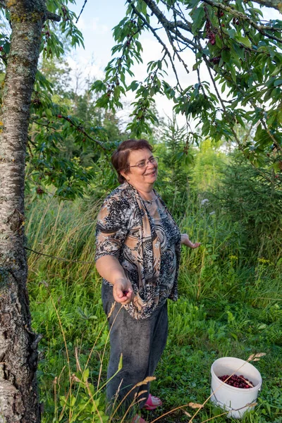 Woman Harvesting Cherries Garden — Stock Photo, Image