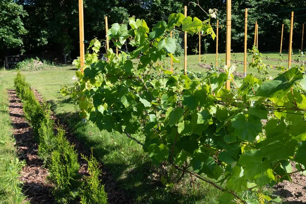 Unga Vindruvor Buskar Gården Hus — Stockfoto