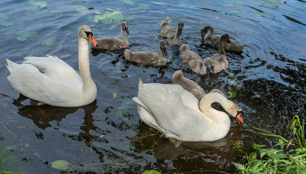 湖の鳥の家族 — ストック写真