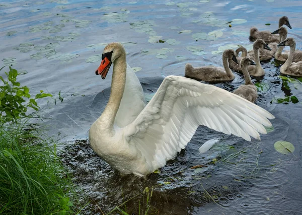 湖の鳥の家族 — ストック写真