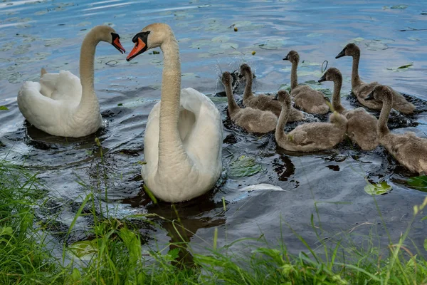 Bird Family Lake — Stock Photo, Image