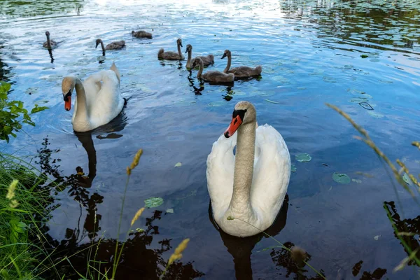 湖の鳥の家族 — ストック写真