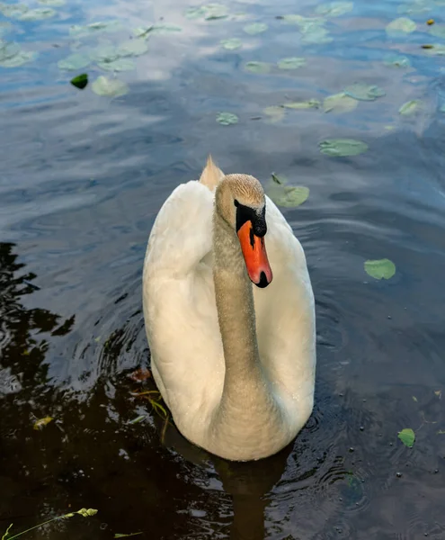 Landscape One Swan Surface Water — Stock Photo, Image