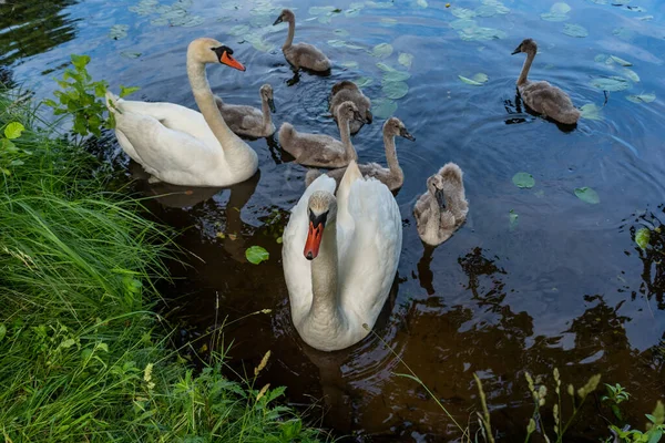 湖の鳥の家族 — ストック写真