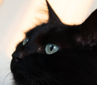 Koca gözlü kara kedi başı..