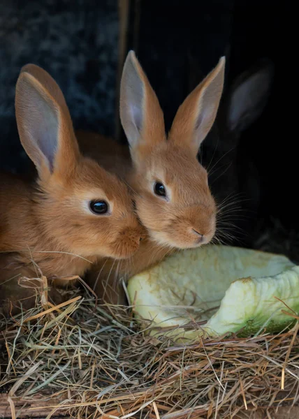 Dva Červení Králíci Kleci Krmivem — Stock fotografie