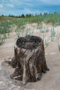 Kumsalda yaşlı bir kütük.