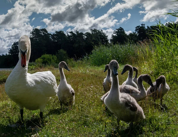 Vogelfamilie Aan Kust Van Het Meer — Stockfoto