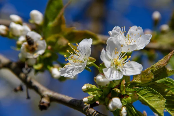 Bahar Mevsiminde Açan Elma Dalları — Stok fotoğraf