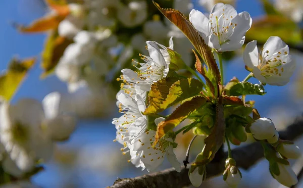 Bahar Mevsiminde Açan Elma Dalları — Stok fotoğraf