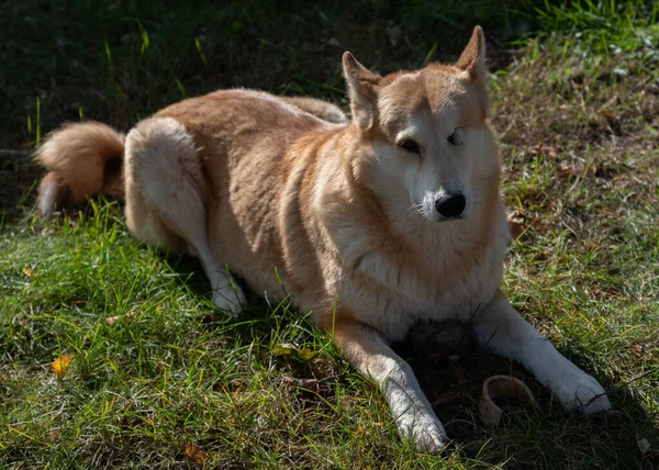 Chien Santé Avec Oeil Dans Campagne — Photo