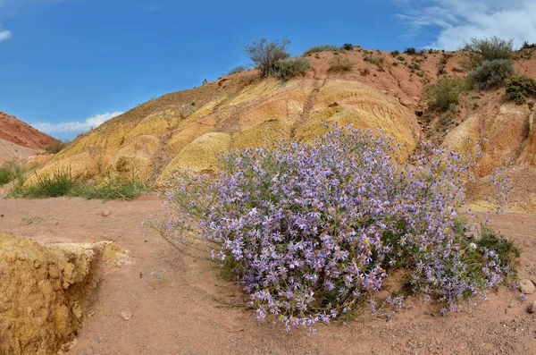 Kleurrijke Zandstrand Rotsformaties Van Russische Canyon Met Violette Bloemen Bush — Stockfoto