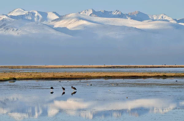 Vögel Auf Son Kul Letzter See Frühmorgens Zentraltien Shan Gebirge — Stockfoto
