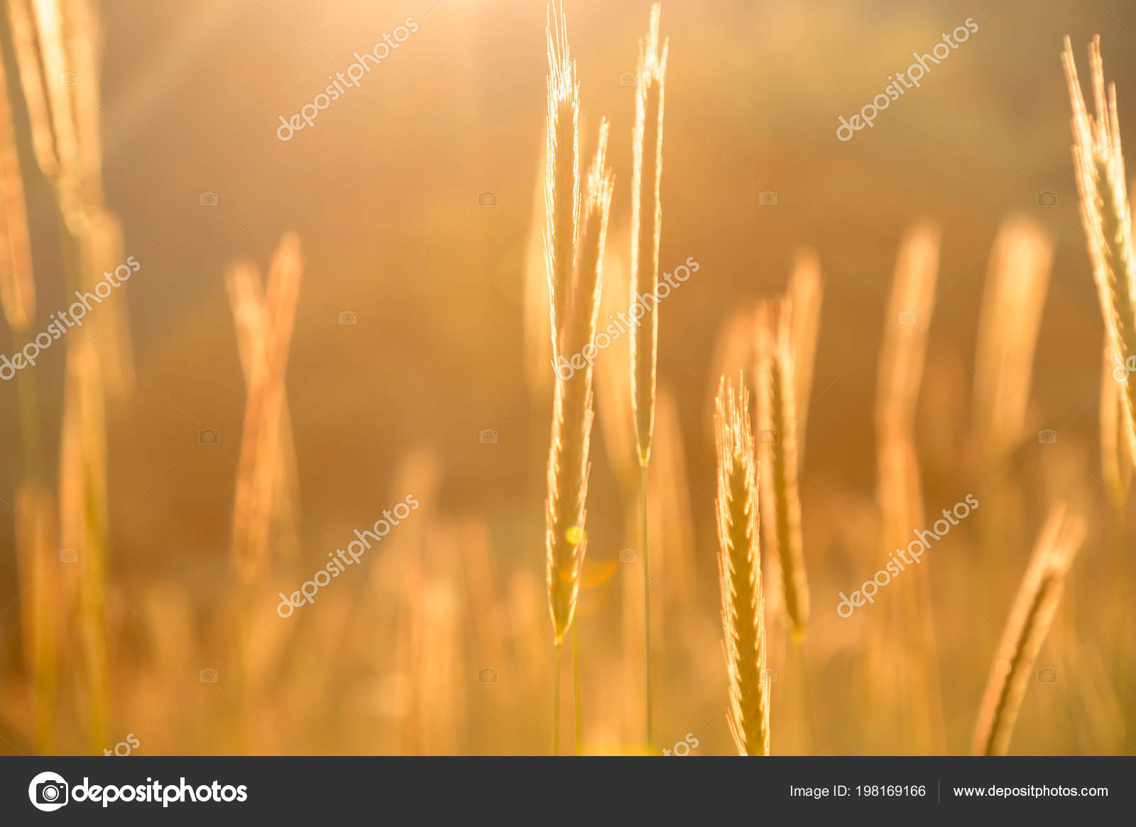 Grass Sunset Retro Vintage Filter Autumn Nature Natural