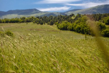 Yaz alan yol ve mavi gökyüzünde bulutlar. Güzel yaz alan güneşli gün