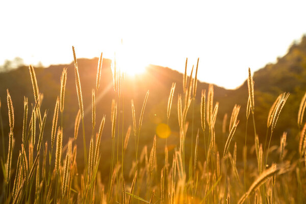 Трава на закате с ретро / винтажным фильтром. Autumn Nature Natural Foundation Of Dry Grass. Bokeh, Boke Grass with Sunlight Colors
