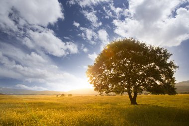 Yalnız ağaç çim sahası içinde. Yalnız Oak adlı günbatımı, dağlar ve tepeler bir arka plan. Bahar ya da yaz