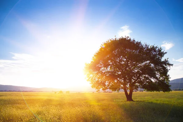 Ensamt Träd Mot Blå Himmel Vid Solnedgången Sommarlandskap Med Ett — Stockfoto