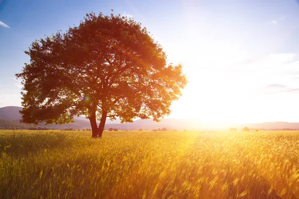 Ensamt Träd Mot Blå Himmel Vid Solnedgången Sommarlandskap Med Ett — Stockfoto