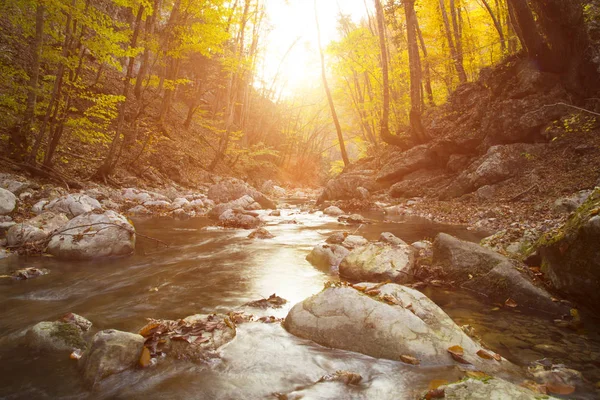 Beautiful Fall river lines with rocks and trees. Autumn creek woods with yellow trees foliage and rocks in forest mountain.