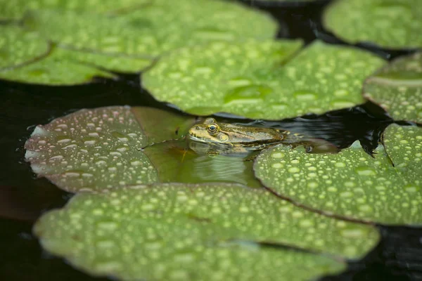 坐在一株睡莲在雨中的蟾蜍 一只青蛙在荷叶上休息 — 图库照片